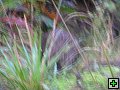 thn_steward island 023.jpg